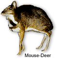 mousedeer.gif (8851 bytes)